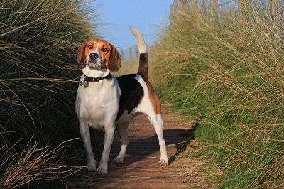 Beagle Dog For Duck Hunting Daily Shooting Shooting Tips And