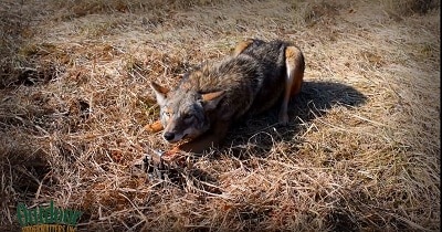 how to trap a coyote